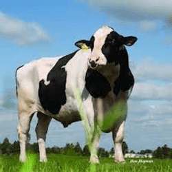 Cattle Memory Match game cover