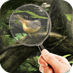 Fairy Woods Hidden Objects game cover