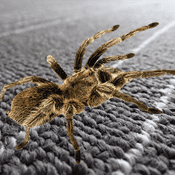 Spider Hidden Difference - Memory educational game